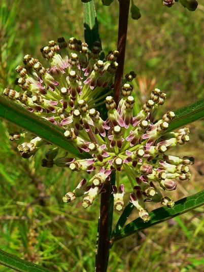{Asclepias hirtella}